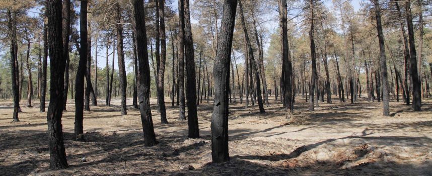 La Junta pide precaución para evitar los incendios por la “pelusa” de chopo, altamente inflamable
