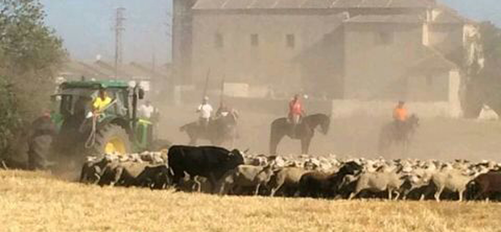 La res instantes antes de entrar en las calles de Zarzuela del Pinar entre un rebaño de ovejas.