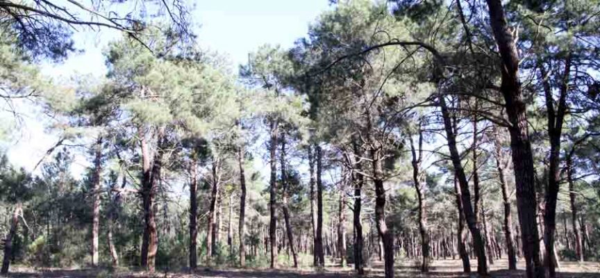 La Junta contrata trabajos preventivos de incendios forestales en la comarca Tierra de Pinares-Serrezuela