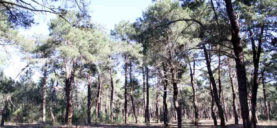 Se subastarán 13 pinares con una extensión de 56 hectáreas.