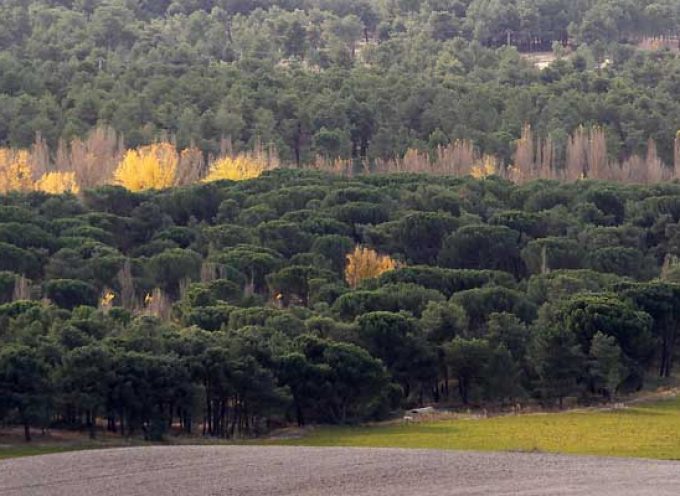 La Junta destina 1,3 millones de euros para prevenir incendios forestales en la comarca de Navas de Oro
