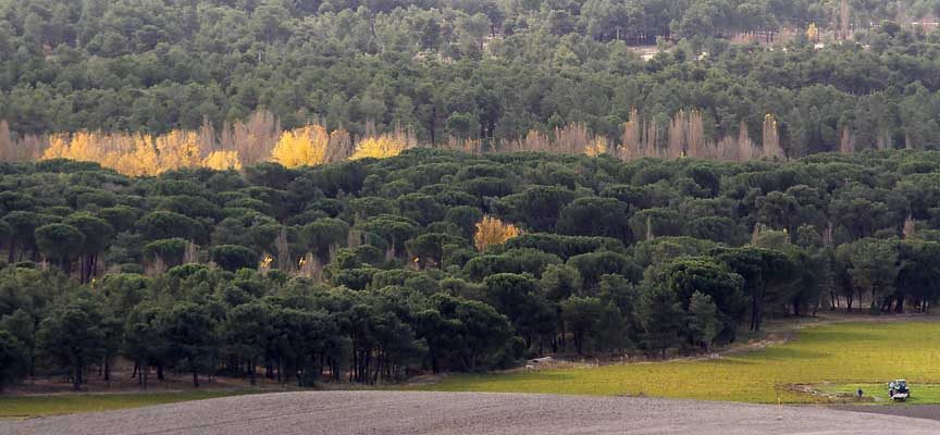 La Junta destina 1,3 millones de euros para prevenir incendios forestales en la comarca de Navas de Oro