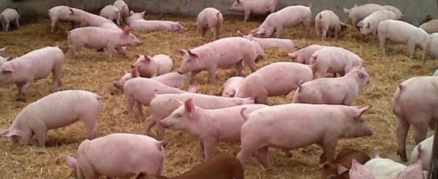 La Consejería de Agricultura y Ganadería destina 3 millones de euros a mejorar la gestión de purines en explotaciones porcinas y evitar problemas medioambientales