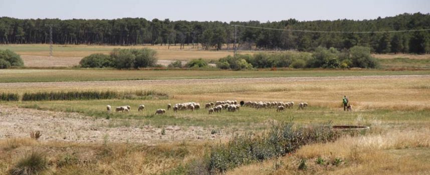 Unión de Campesinos de Segovia-UCCL se muestra en desacuerdo con la nueva regulación de purines
