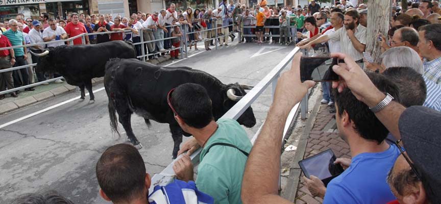 ANPBA presenta queja formal ante el Procurador del Común por la muerte de tres toros en los encierros de Cuéllar 2015