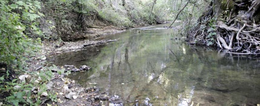 “El agua en la Tierra de Pinares” centrará la jornada de la Asociación para la Defensa de la Naturaleza “El Espadañal”