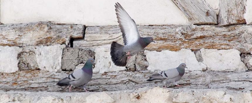 El Ayuntamiento pone en marcha la primera fase de las medidas de control de palomas