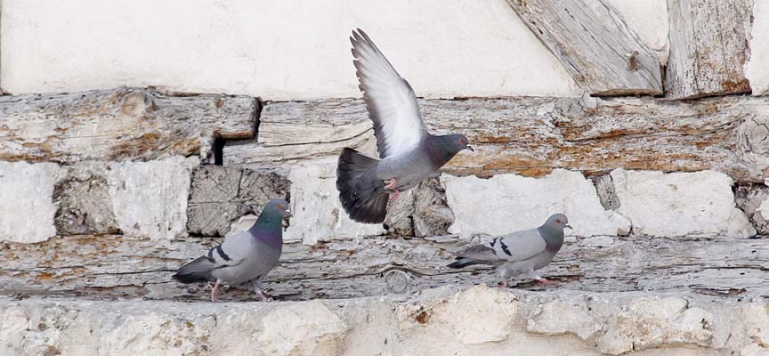 Varias palomas posándose en la muralla de Cuéllar.