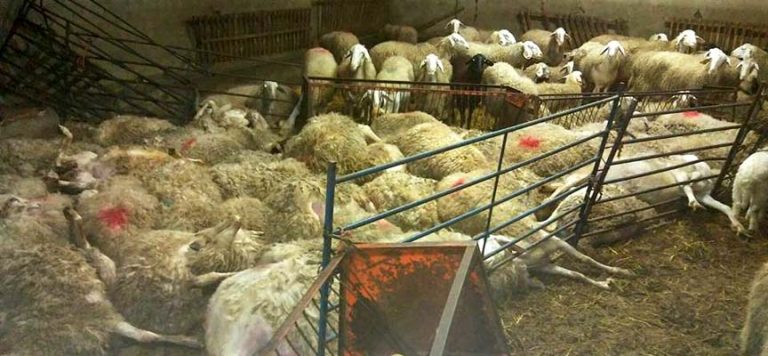 UCCL denuncia el robo de lechazos en explotaciones de ovino de Montemayor de Pililla, Viloria y La Parrilla