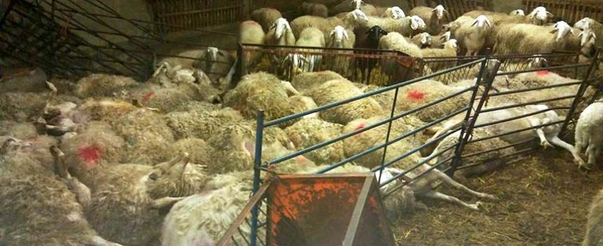 UCCL denuncia el robo de lechazos en explotaciones de ovino de Montemayor de Pililla, Viloria y La Parrilla