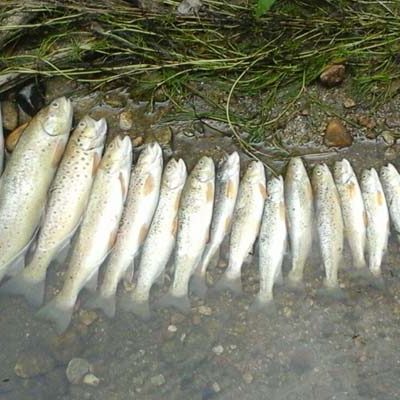 El Seprona investiga la aparición de peces muertos en el rio Cega