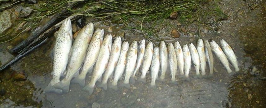 El Seprona investiga la aparición de peces muertos en el rio Cega