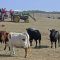 Peñistas, vecinos y colectivos visitaron el ganado de los encierros en las fincas de Pedro Caminero y José Mayoral
