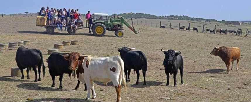 Peñistas, vecinos y colectivos visitaron el ganado de los encierros en las fincas de Pedro Caminero y José Mayoral