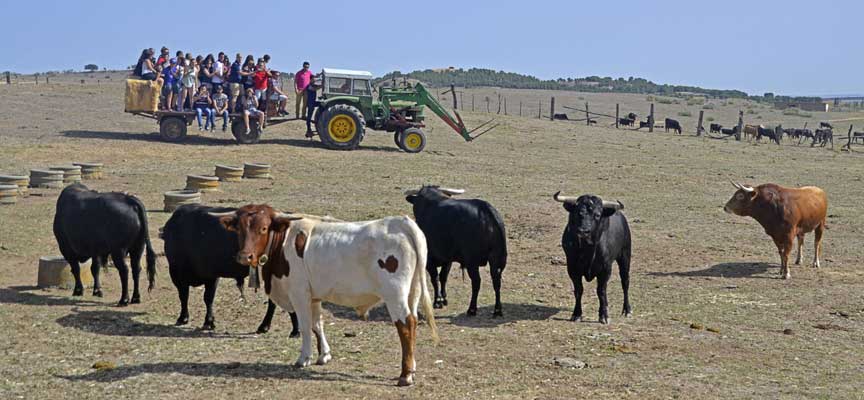 Reses de Lagunajanda.