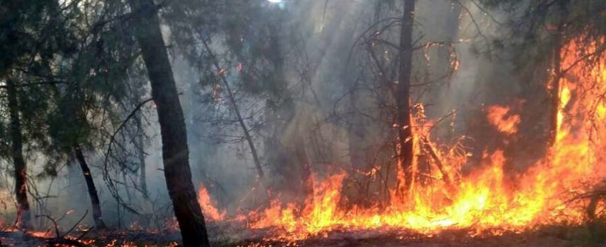 Fomento y Medio Ambiente declara la alerta por riesgo meteorológico de incendios forestales en toda la Comunidad mañana 18 de julio