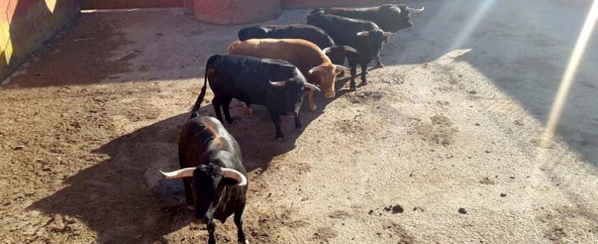 El Ayuntamiento facilitará a peñas y asociaciones taurinas y de caballistas la visita al ganado de los encierros