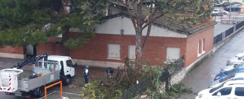 Caída de ramas de uno de los árboles del colegio Santa Clara