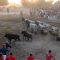 Los toros de `Lagunajanda´ se alzan con el XX Trofeo a la Mejor Ganadería de los Encierros