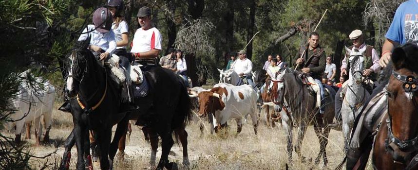 Amigos del Caballo celebró su tradicional suelta de bueyes desde los corrales del Cega