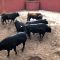 El nuevo Equipo de Gobierno recupera los toros para el encierro del domingo 25 de agosto
