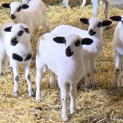 UCCL Segovia pide la intervención pública en sectores como el ovino y el porcino
