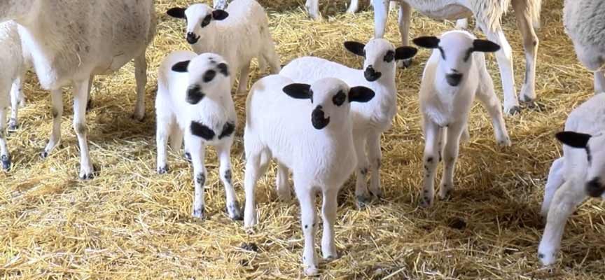 UCCL Segovia pide la intervención pública en sectores como el ovino y el porcino