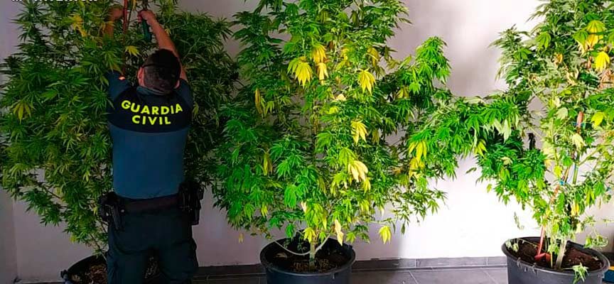 La Guardia Civil incauta cuatro plantas de cannabis en una nave industrial de Cuéllar y 22 más en viviendas de la zona