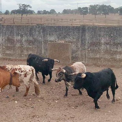 Cuéllar se prepara para un fin de semana con dos ganaderías legendarias como protagonistas