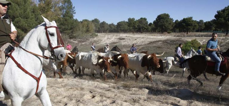 La Asociación Cuellarana Amigos del Caballo organiza el domingo su tradicional paseo de bueyes