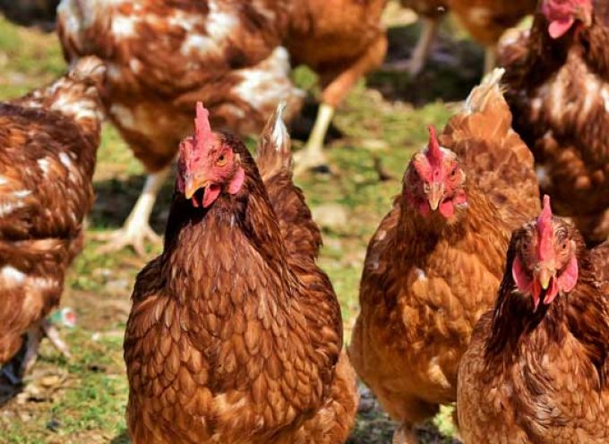 Un bando señala la prohibición de criar aves de corral al aire libre ante la presencia del virus de Influenza Aviar
