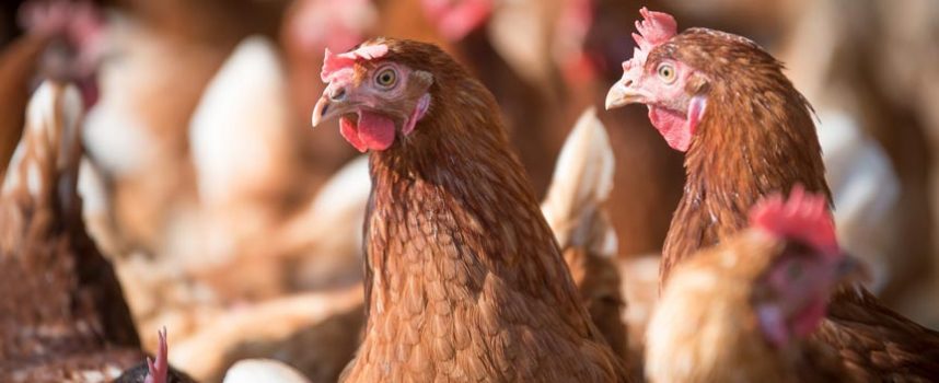 Un brote de gripe aviar en una granja de Íscar pone en alerta a 18 explotaciones segovianas