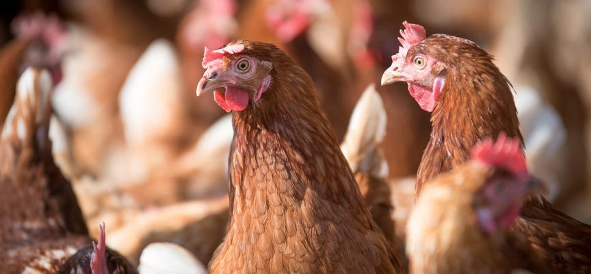 Un brote de gripe aviar en una granja de Íscar pone en alerta a 18 explotaciones segovianas
