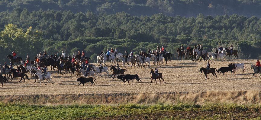 Los agricultores de Cuéllar se oponen al encierro del 30 de septiembre por el daño “incalculable” sobre sus tierras