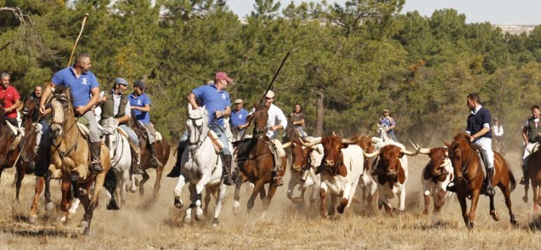 Amigos del Caballo celebra mañana una trashumancia de bueyes