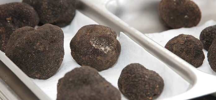 II Feria de la trufa Negra de Cogeces del Monte