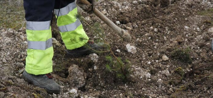 Plantación de un árbol en la comarca cuellarana. | Foto: Gabriel Gómez |
