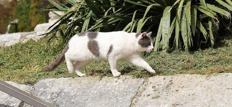 El Ayuntamiento solicita una ayuda de más de 26.000 euros para el mantenimiento de las colonias felinas