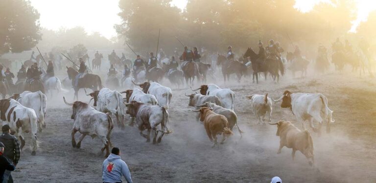Un bando de alcaldía fija las prohibiciones y restricciones ligadas al desarrollo de los encierros de Cuéllar