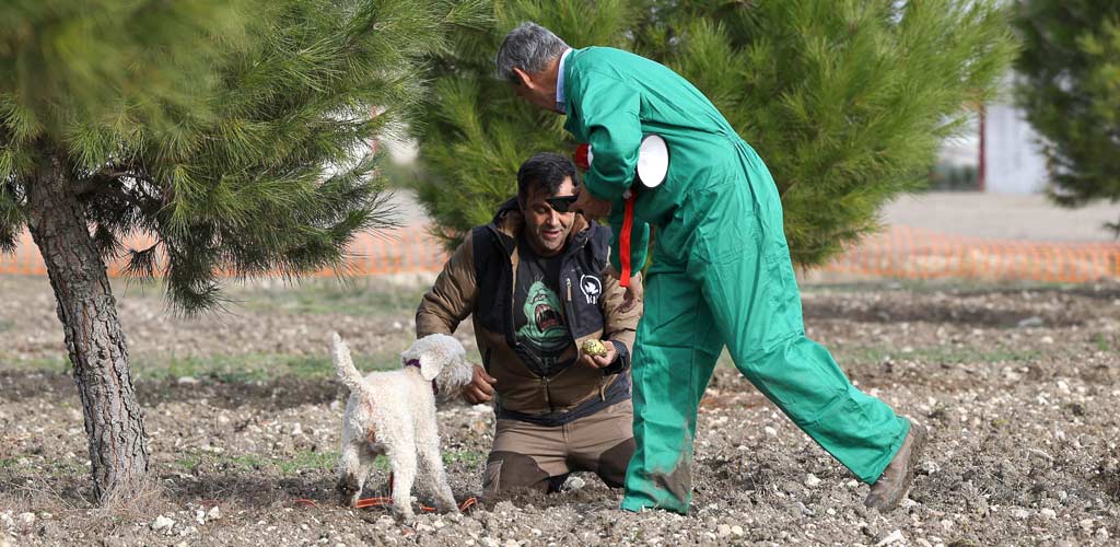 concurso-perros-feria-trufa-cogeces-2024-ES-GGG_0856 Concurso de perros trufemos en la IV Feria de la Trufa Negra de Cogeces del Monte. | Foto: Gabriel Gómez |