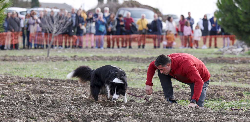 concurso-perros-feria-trufa-cogeces-2024-ES-GGG_0890 Concurso de perros trufemos en la IV Feria de la Trufa Negra de Cogeces del Monte. | Foto: Gabriel Gómez |