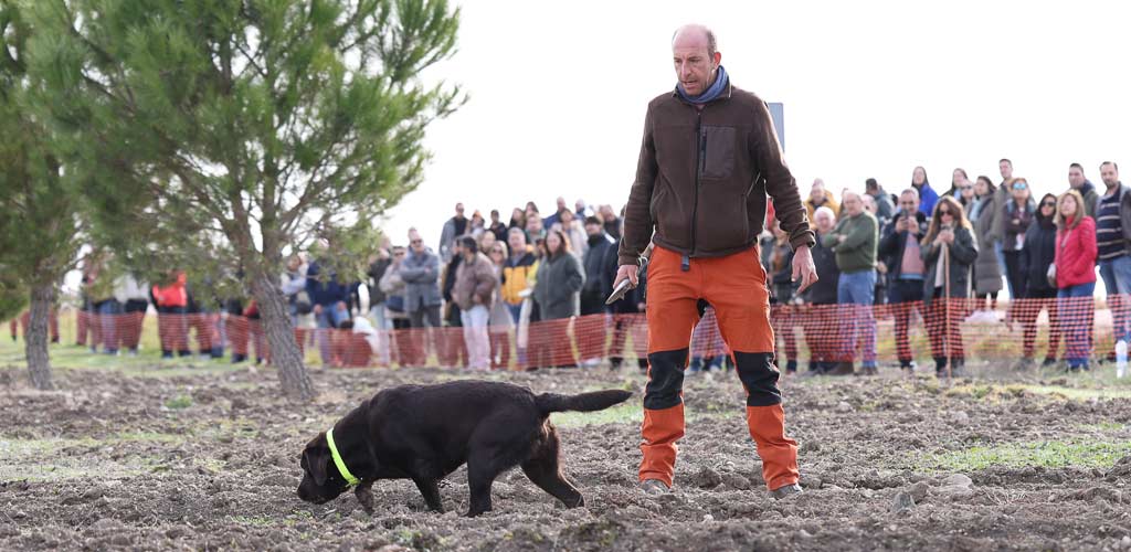 concurso-perros-feria-trufa-cogeces-2024-ES-GGG_0898 Concurso de perros trufemos en la IV Feria de la Trufa Negra de Cogeces del Monte. | Foto: Gabriel Gómez |