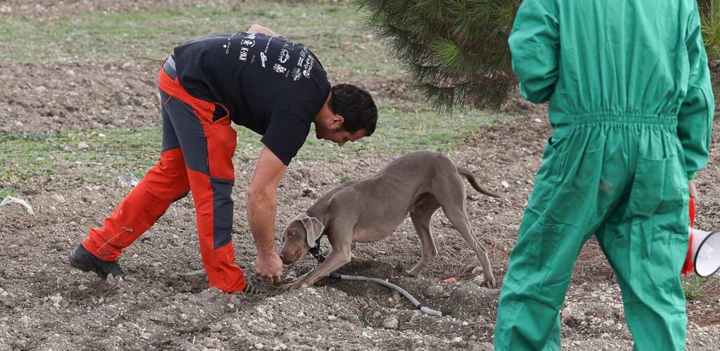concurso-perros-feria-trufa-cogeces-2024-ES-GGG_0914 Concurso de perros trufemos en la IV Feria de la Trufa Negra de Cogeces del Monte. | Foto: Gabriel Gómez |