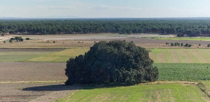Imagen de un paraje de la ruta de la carrasca de Torregutiérrez. | Foto: Tomás Marcos |