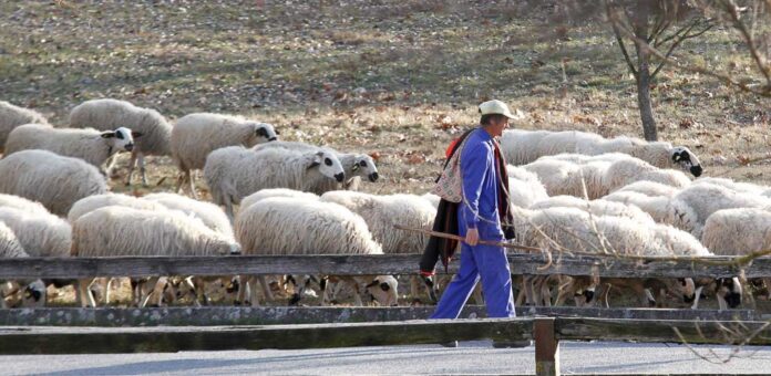 Rebaño de ovejas en el paraje de El Henar. | Foto: Gabriel Gómez |