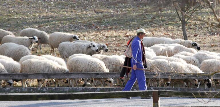 La Asociación Aguilucha organiza la III Feria de la Trashumancia y la Ganadería Extensiva en Aguilafuente