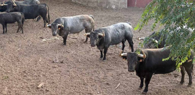 El Ayuntamiento de Cuéllar inicia el traslado de las reses de los encierros de 2025