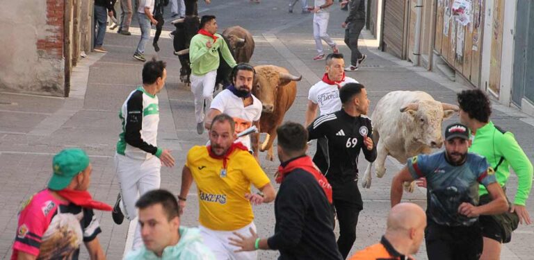 Quinto encierro tranquilo en el campo y rápido en las calles de Cuéllar
