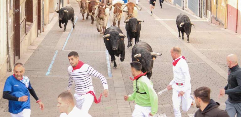 Un joven cuellarano herido por asta de toro en un tercer encierro que ha llegado disgregado a las calles de Cuéllar