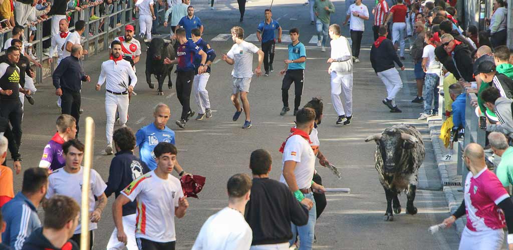 encierro-miercoles-cuellar-2025-paseos-ES-CM_2097 Encierro disgregado en la avenida de los Toros|. Foto: Carlos Montero |